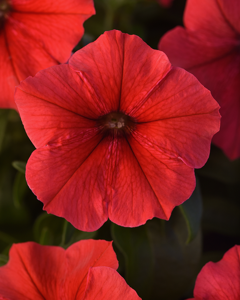 Petunia Madness Red 4"