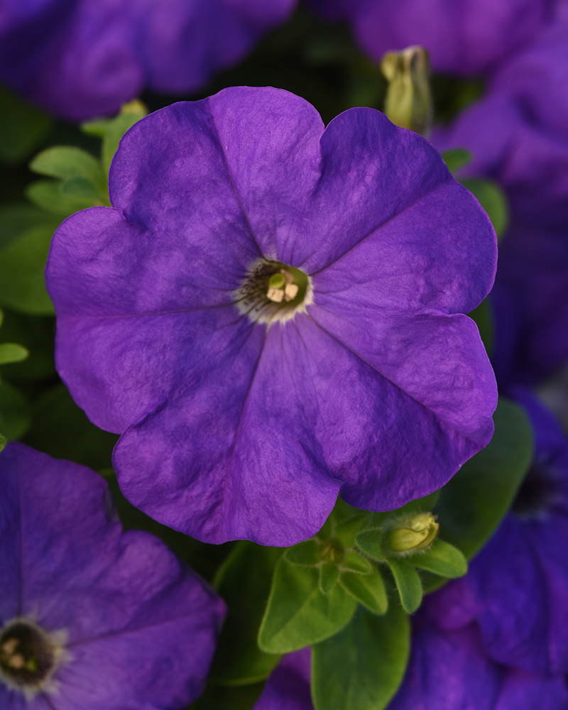 Petunia Madness Mid Blue 4"