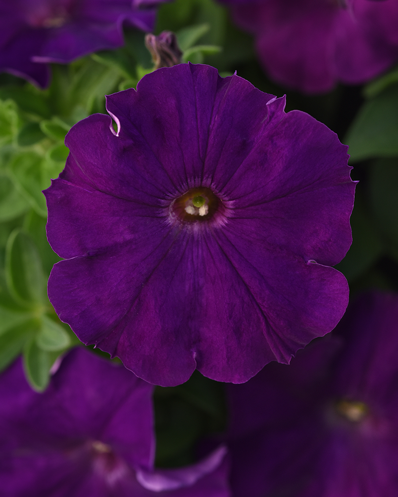 Petunia Madness Royal 4"