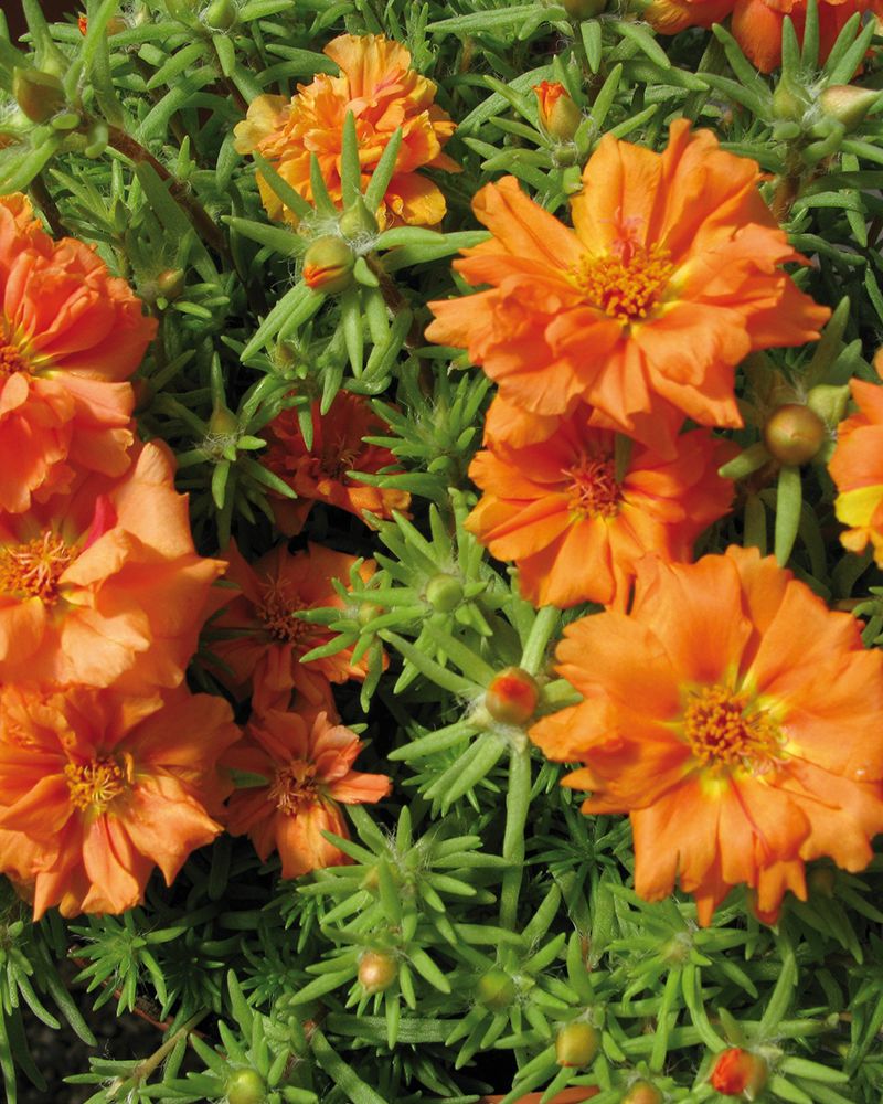 Portulaca Sundial Orange 4"