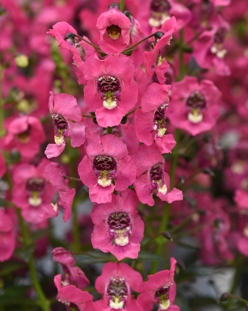 Angelonia Archangel Coral 4"