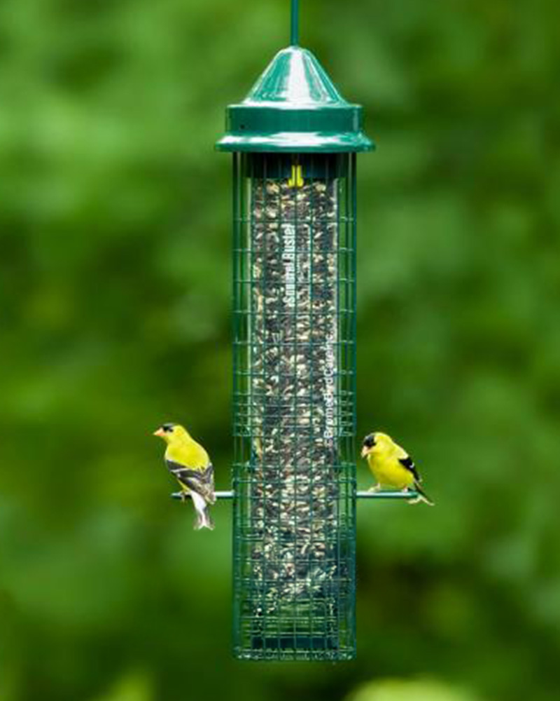 Squirrel Buster Classic Feeder