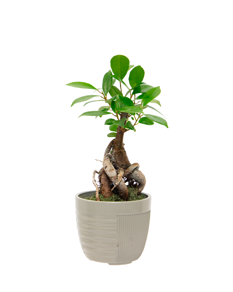 Ficus Ginseng Bonsai 4"