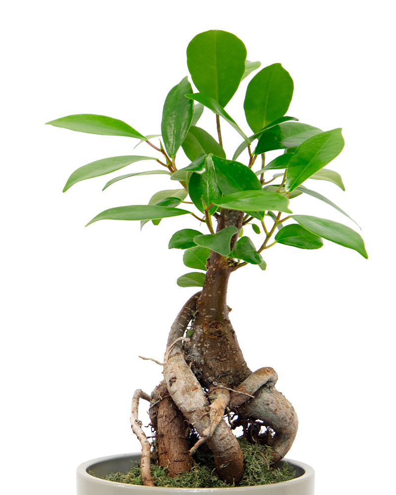Ficus Ginseng Bonsai 4\"