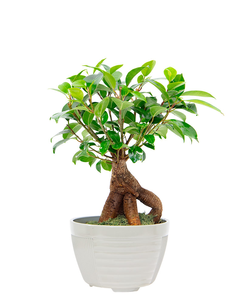 Ficus Ginseng Bonsai 6"