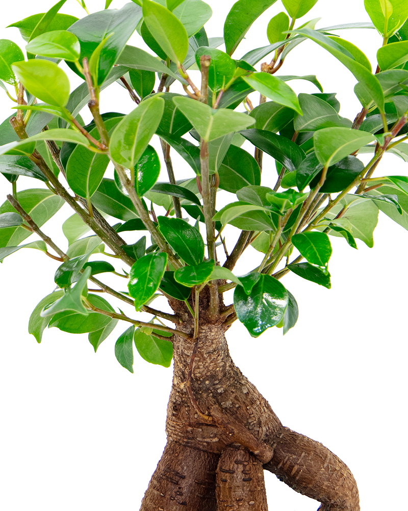 Ficus Ginseng Bonsai 6\"