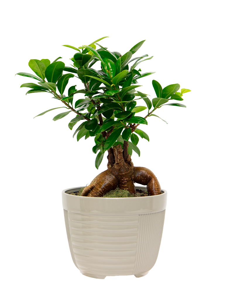 Ficus Ginseng Bonsai 7"