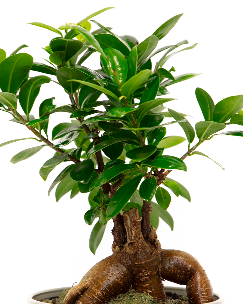 Ficus Ginseng Bonsai 7\"