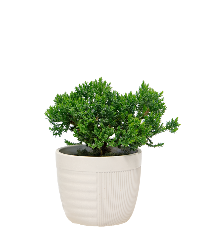 Juniper Bonsai 4"