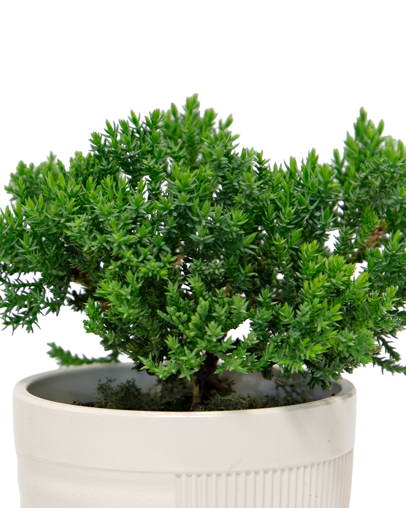 Juniper Bonsai 4\"