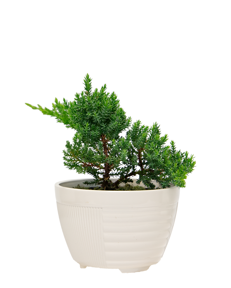 Juniper Bonsai 6"