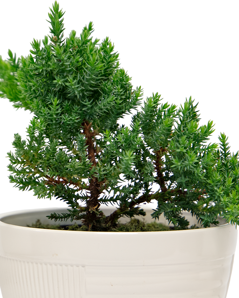 Juniper Bonsai 6\"