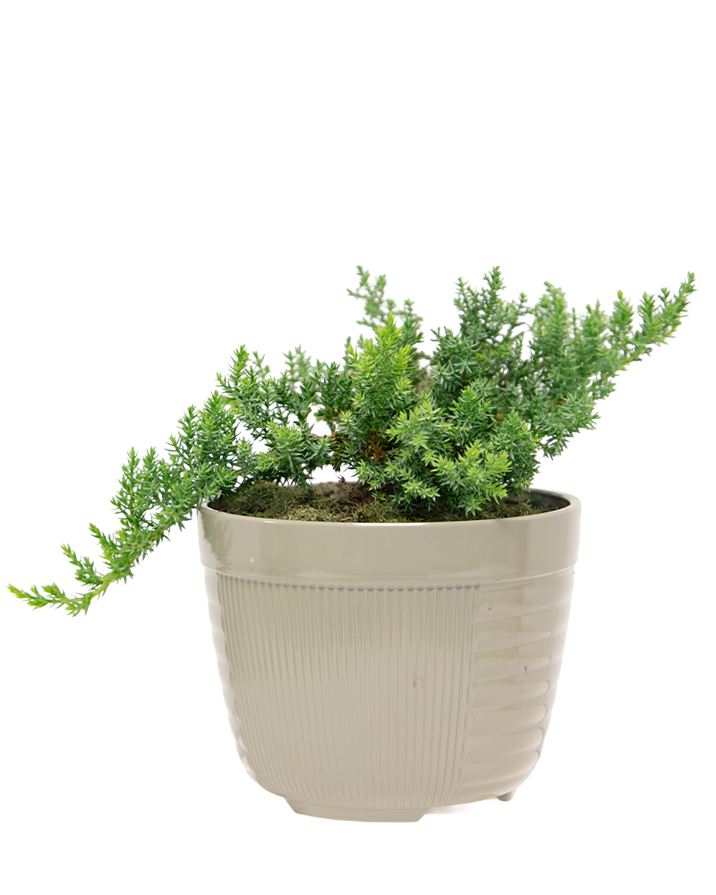 Juniper Bonsai 7"