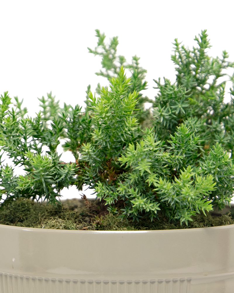 Juniper Bonsai 7\"