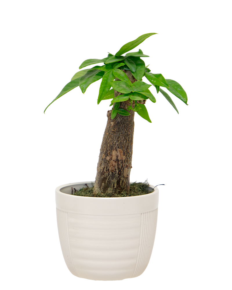 Pachira 'Money Tree' Bonsai 4"