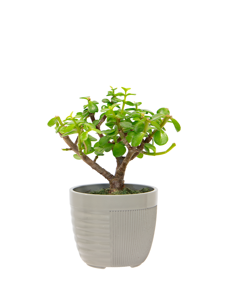 Portulacaria Afra Bonsai 4"