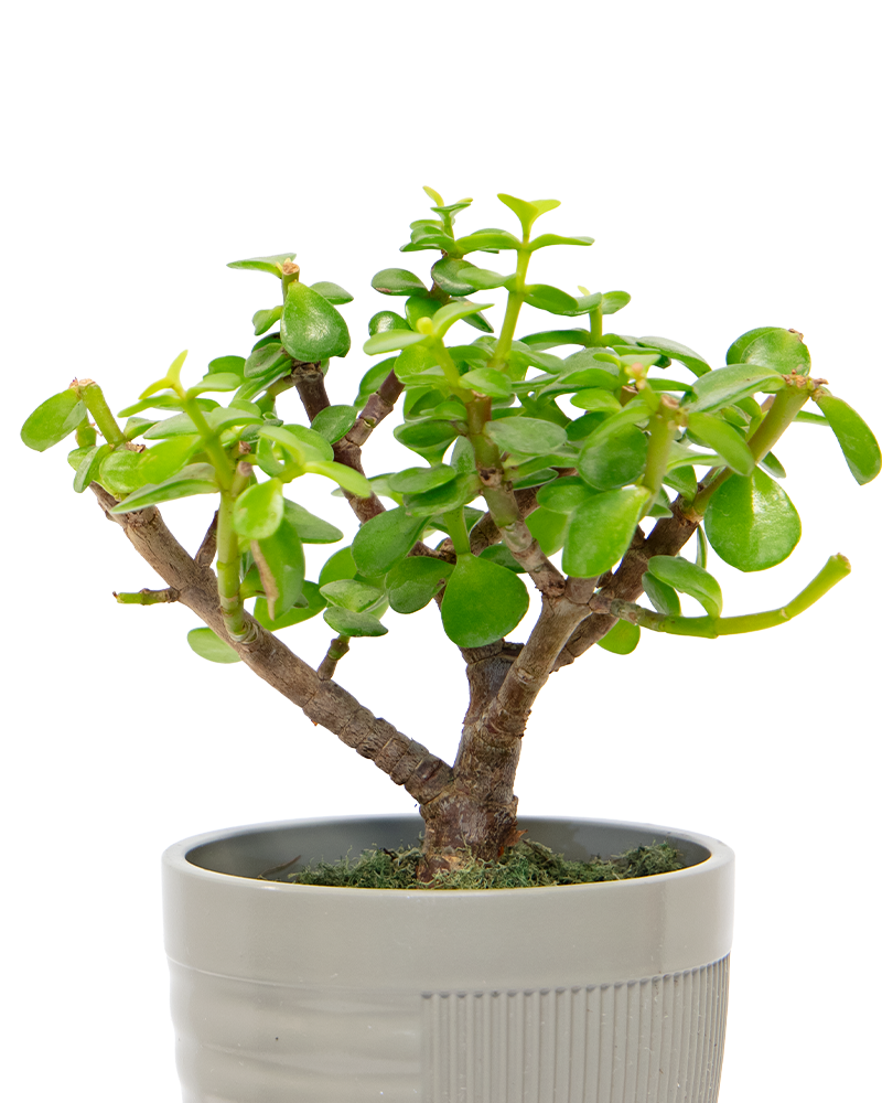 Portulacaria Afra Bonsai 4\"