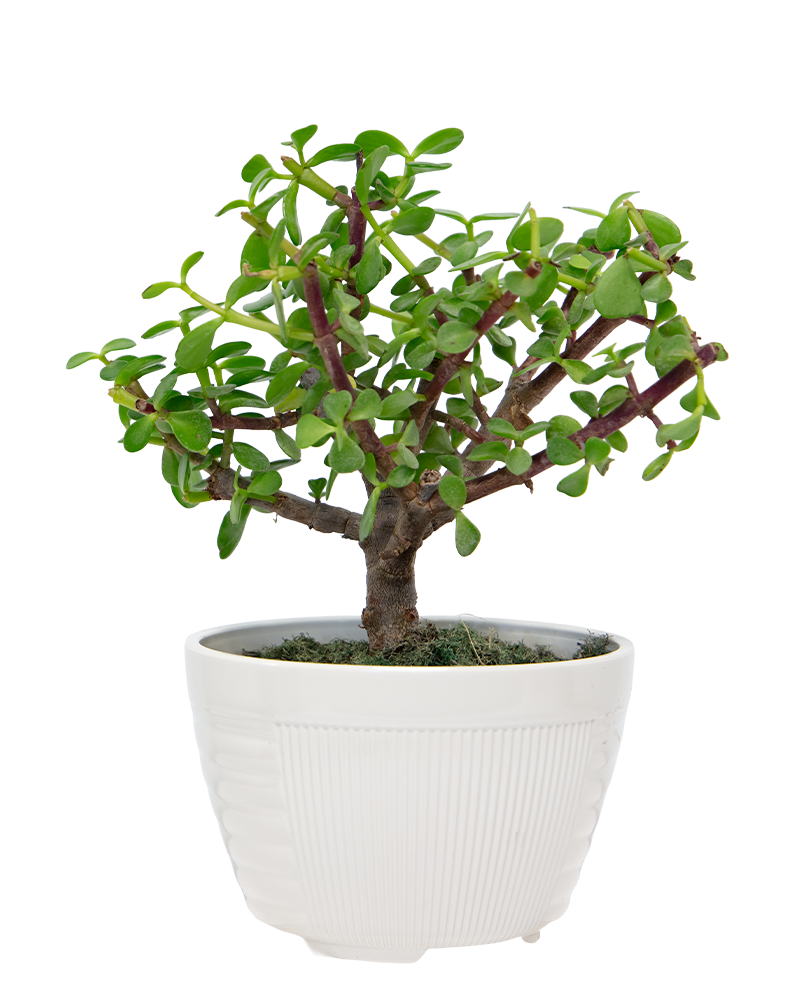 Portulacaria Afra Bonsai 6"