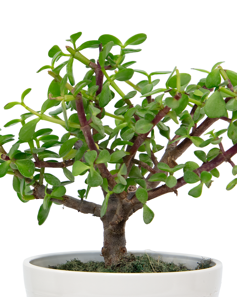 Portulacaria Afra Bonsai 6\"