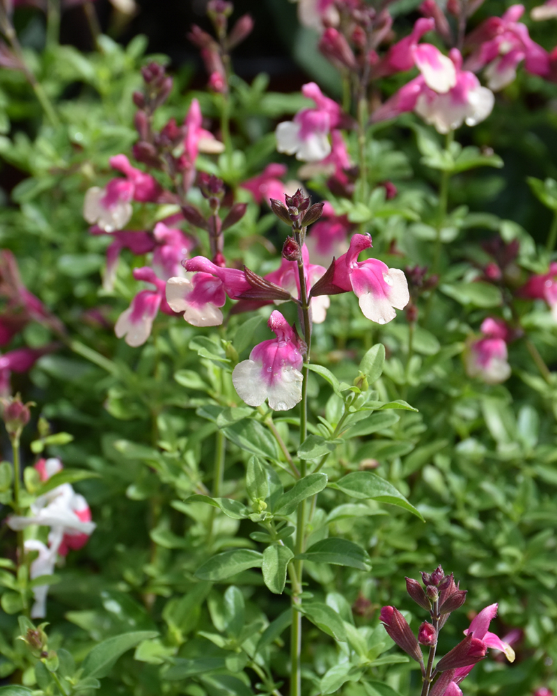 Salvia Mirage Rose Bicolor 4"