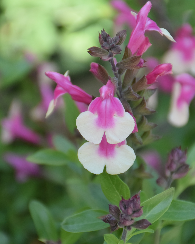 Salvia Mirage Rose Bicolor 4\"