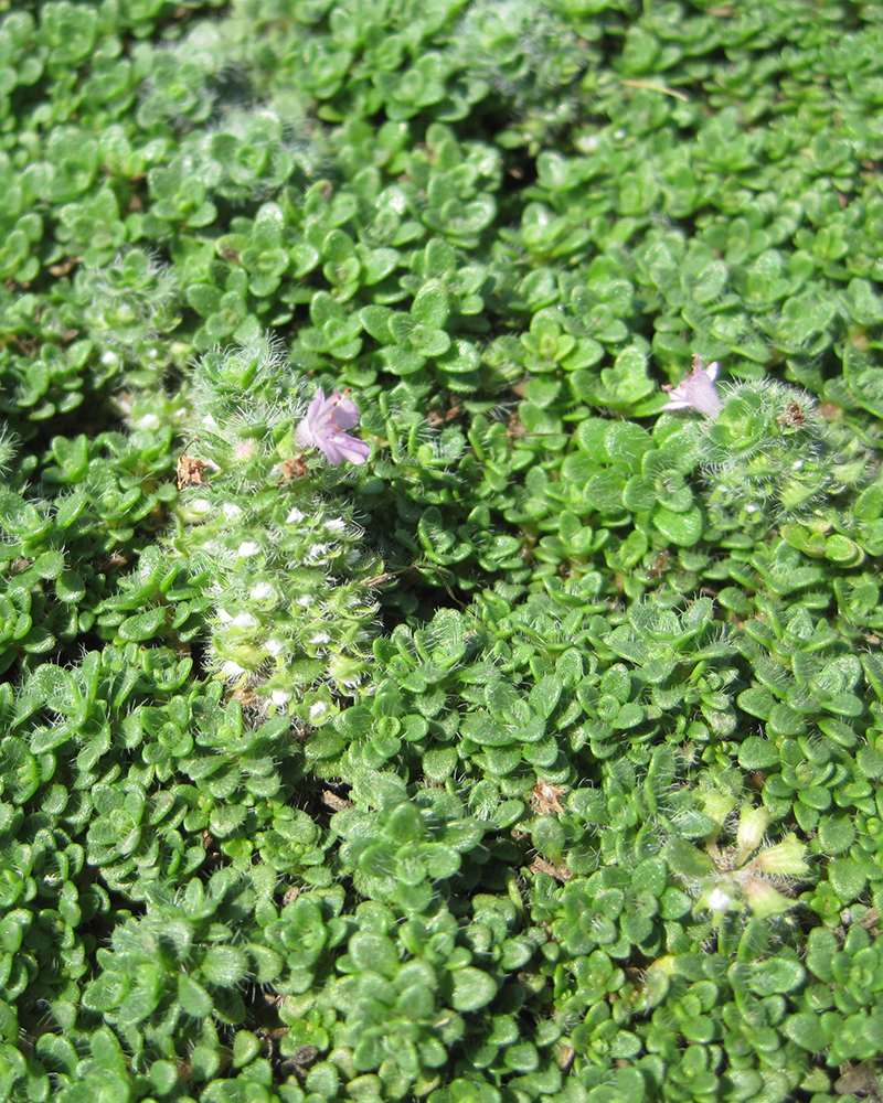 Elfin Creeping Thyme #1<br><i>Thymus praecox 'Elfin'</br></i>
