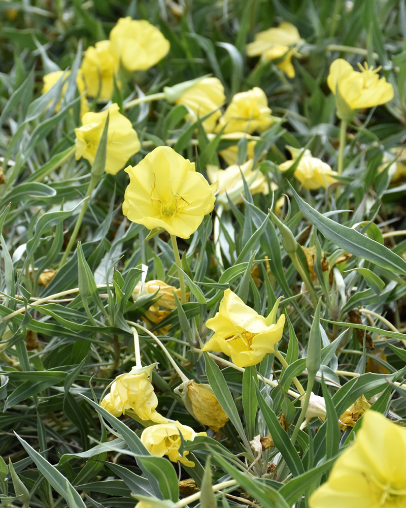 Evening Sun Primrose #1<br><i>Oenothera missouriensis 'Evening Sun'</br></i>