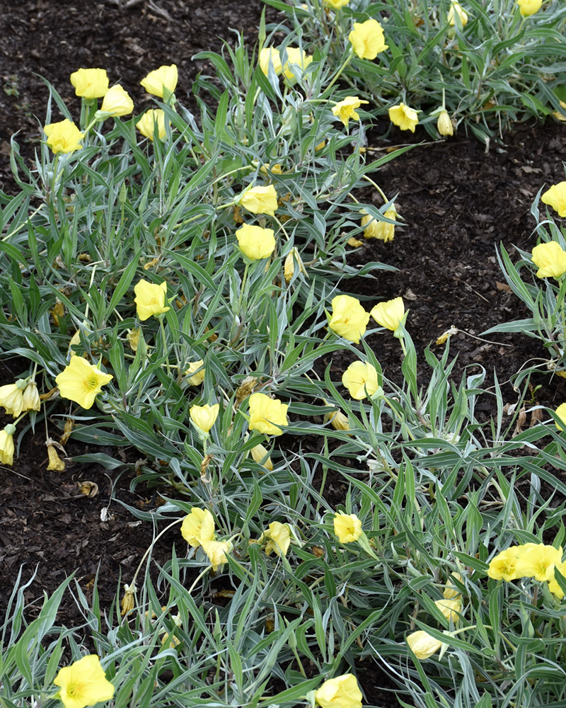 Evening Sun Primrose #1<br><i>Oenothera missouriensis \'Evening Sun\'</br></i>