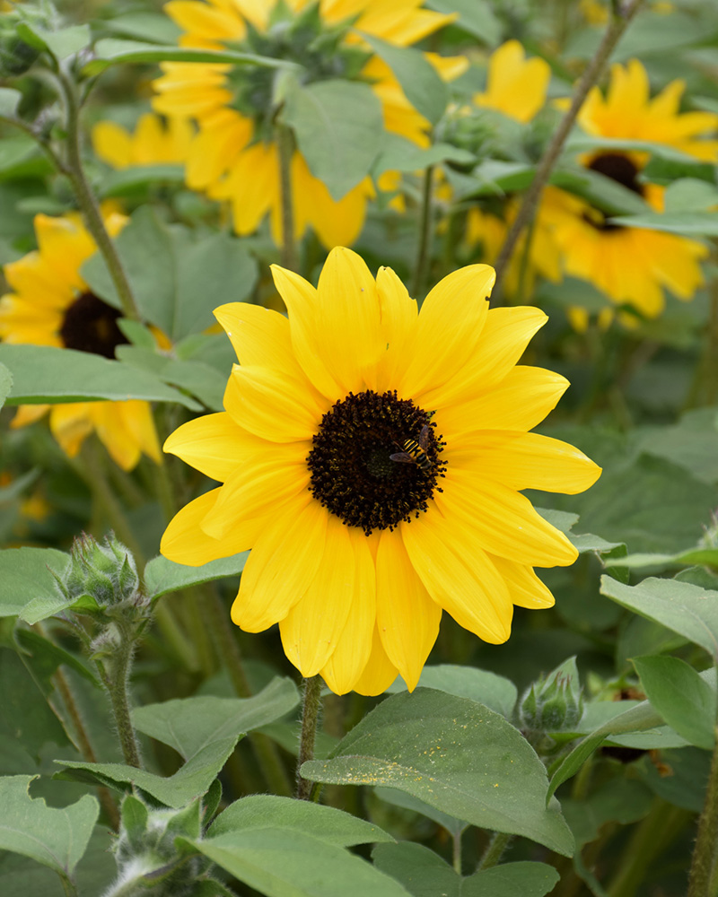 Sunflower Sunfinity Yellow Dark Center #1