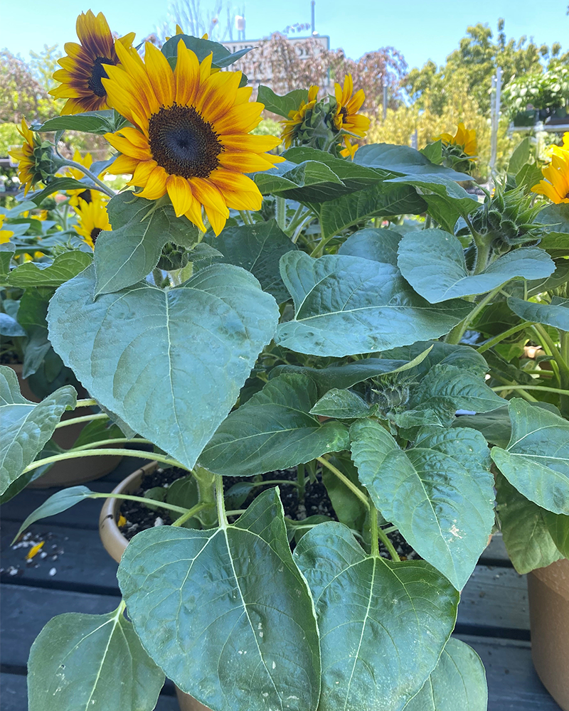 Sunflower Solsation Flame 12" Patio Pot
