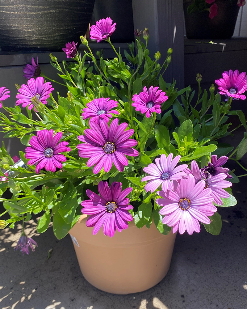 Trixi Daisy Falls 10" Patio Pot