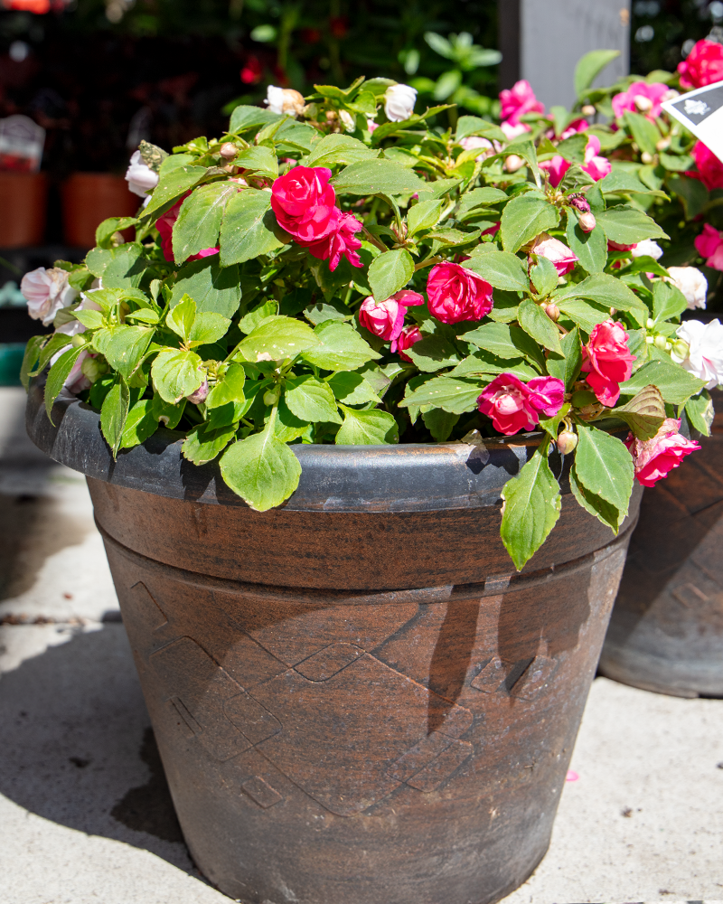 MixMasters All that Glimmers Patio Pot 12"