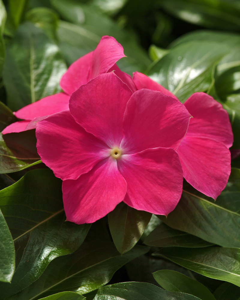 Vinca Rose Hot 4"