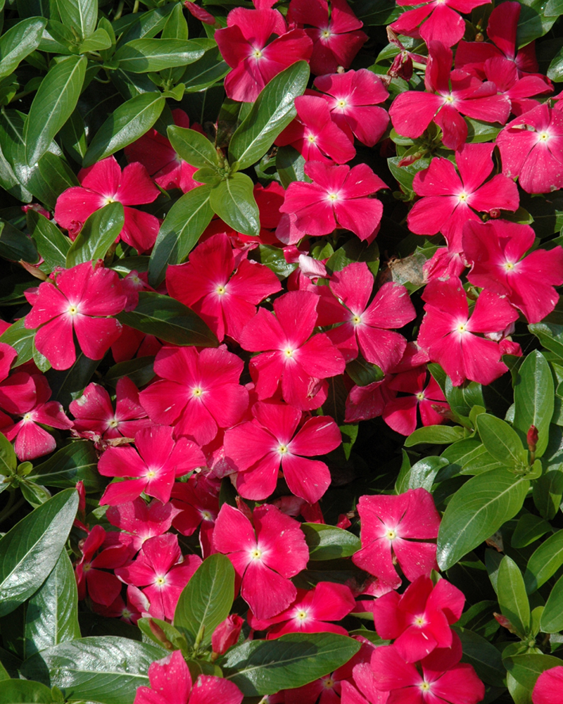 Vinca Rose Hot 4\"
