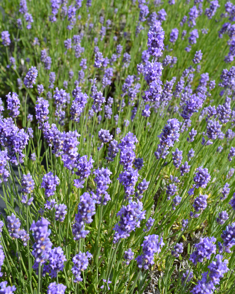 Hidcote Blue Lavender #1<br><i>Lavandula angustifolia 'Hidcote Blue'</br></i>
