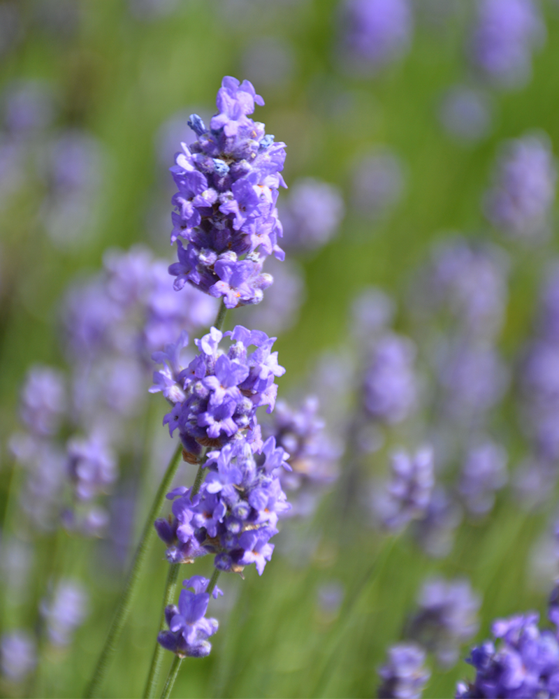 Hidcote Blue Lavender #1<br><i>Lavandula angustifolia \'Hidcote Blue\'</br></i>