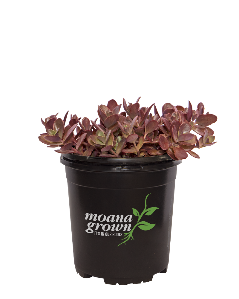 Cherry Tart Stonecrop #1<br><i>Sedum 'Cherry Tart'</br></i>