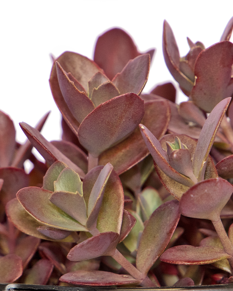 Cherry Tart Stonecrop #1<br><i>Sedum \'Cherry Tart\'</br></i>