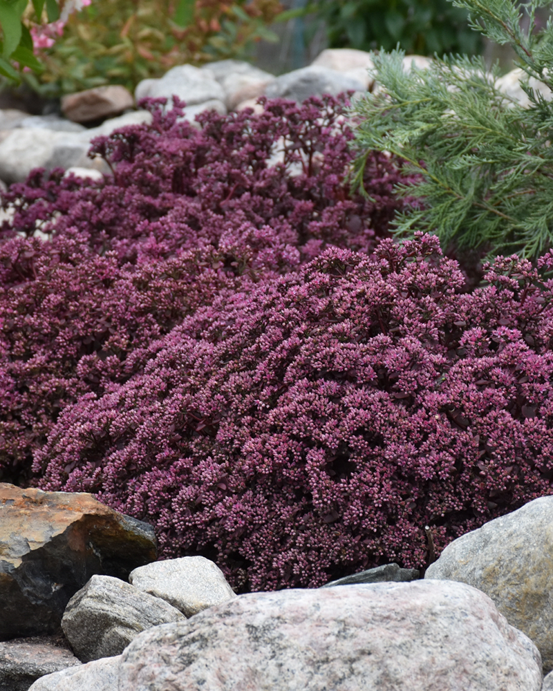 Cherry Tart Stonecrop #1<br><i>Sedum \'Cherry Tart\'</br></i>