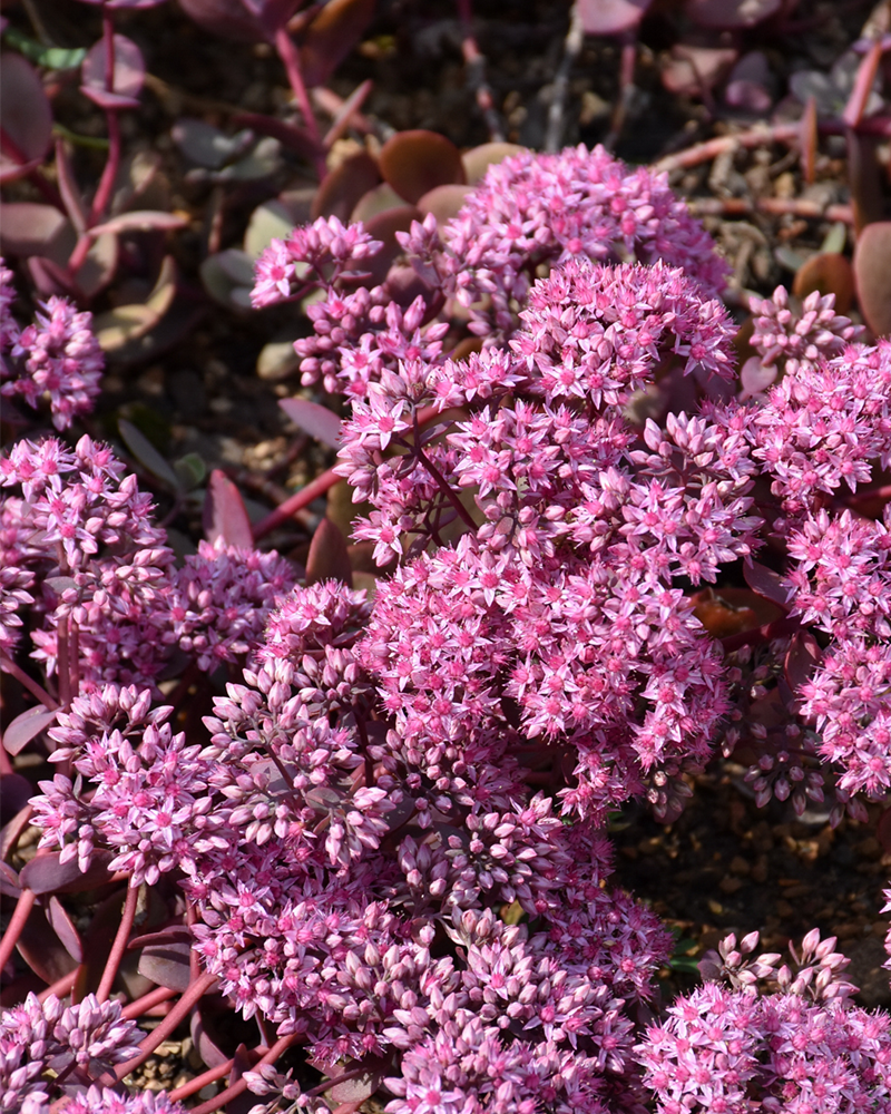 Cherry Tart Stonecrop #1<br><i>Sedum \'Cherry Tart\'</br></i>
