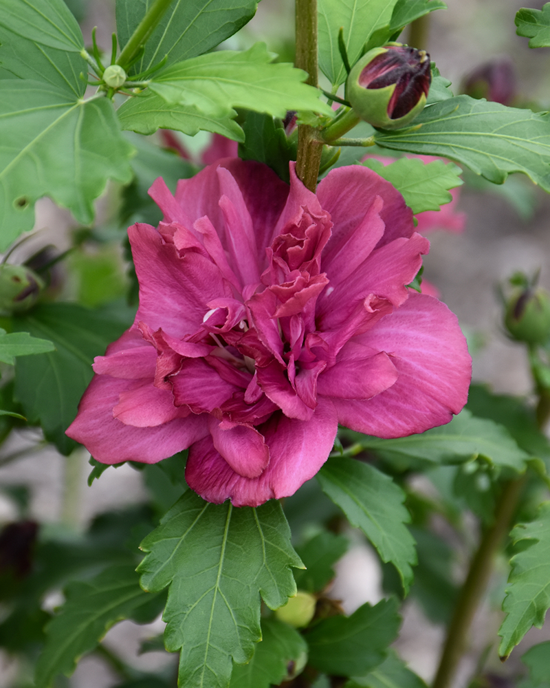 Collie Mullens Rose Of Sharon #3<br><i>Hibiscus syriacus 'Collie Mullens'</br></i>
