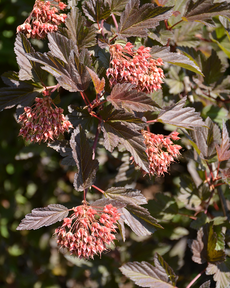 Summer Wine Ninebark #3<br><i>Physocarpus opulifolius 'Seward'</br></i>