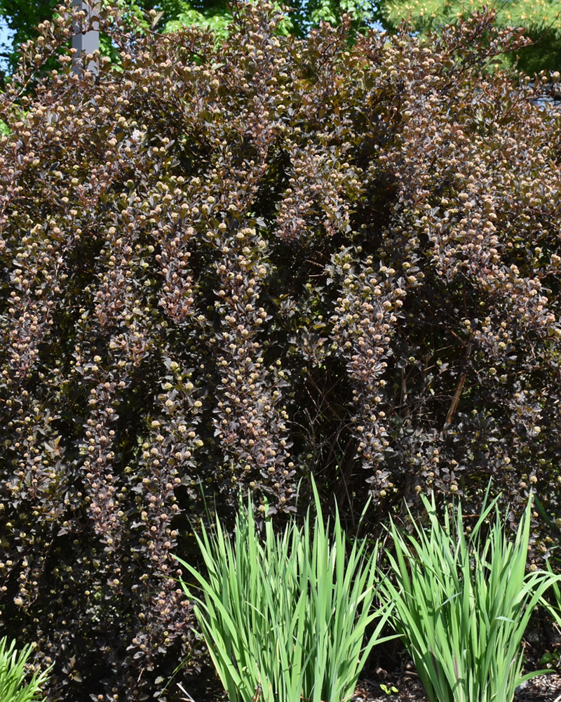 Summer Wine Ninebark #3<br><i>Physocarpus opulifolius \'Seward\'</br></i>