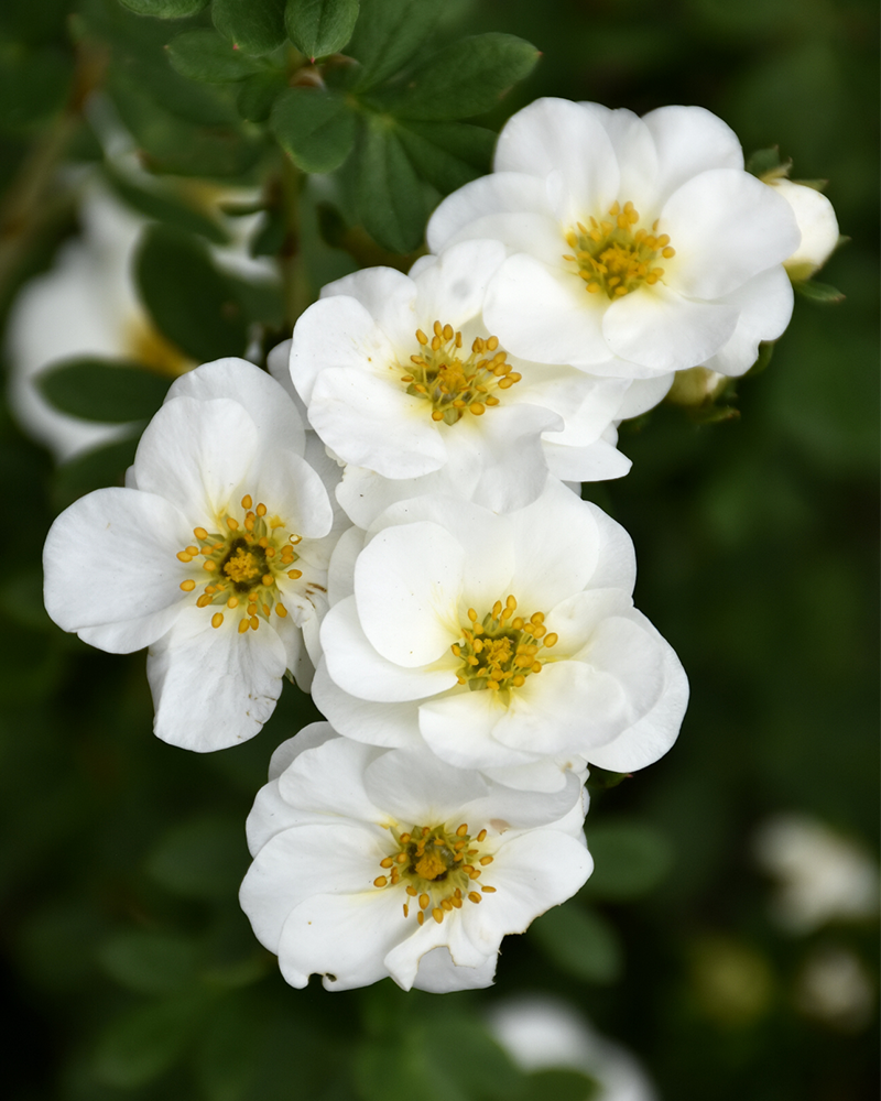Creme Brulee Potentilla #2<br><i>Potentilla fruticosa 'Bailbrule'</br></i>