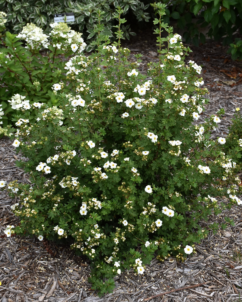 Creme Brulee Potentilla #2<br><i>Potentilla fruticosa \'Bailbrule\'</br></i>