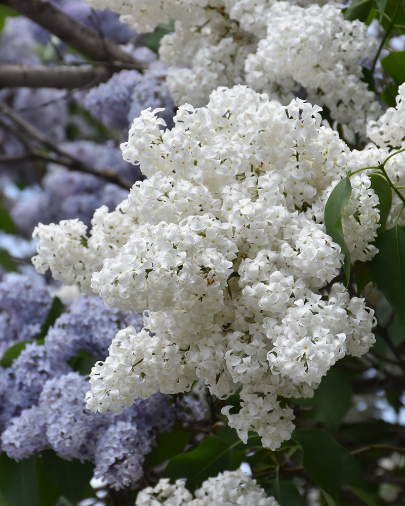 White Common Lilac #3<br><i>Syringa vulgaris 'Alba'</br></i>
