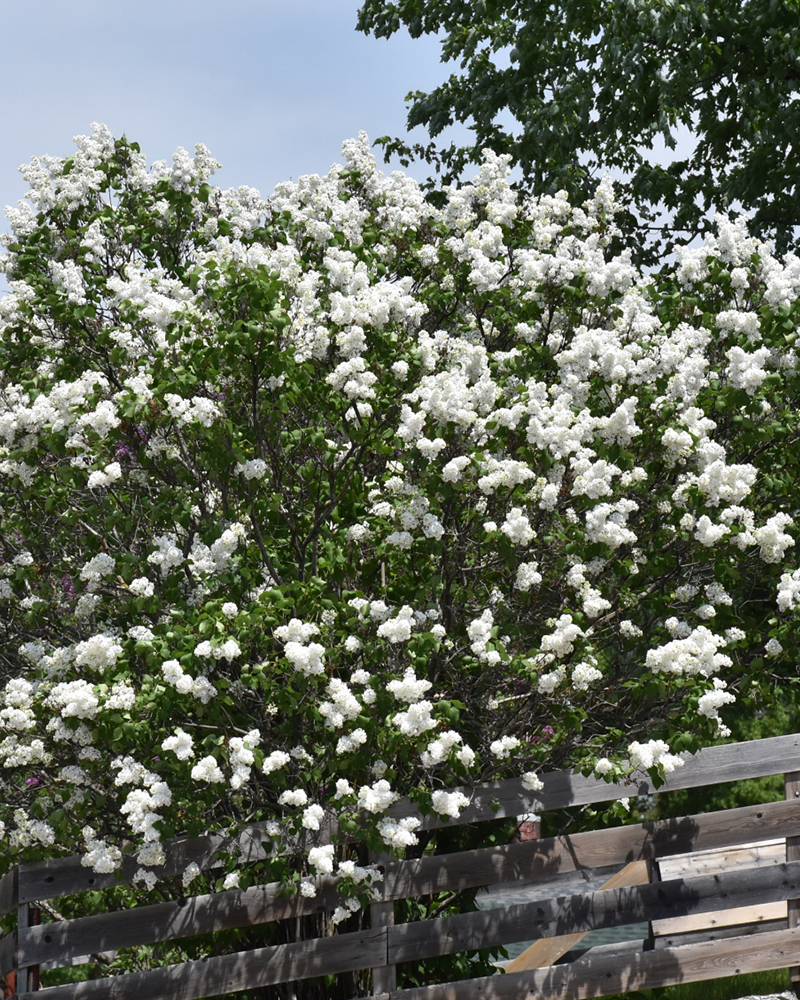 White Common Lilac #3<br><i>Syringa vulgaris \'Alba\'</br></i>