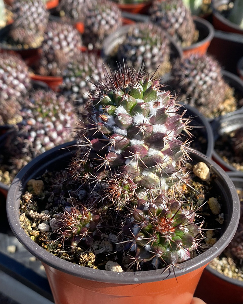 Mammillaria Vorburnensis 4"