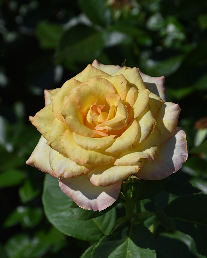 Hotel California® Rose #3<br><i>Rosa 'ORAsoglo'</br></i>