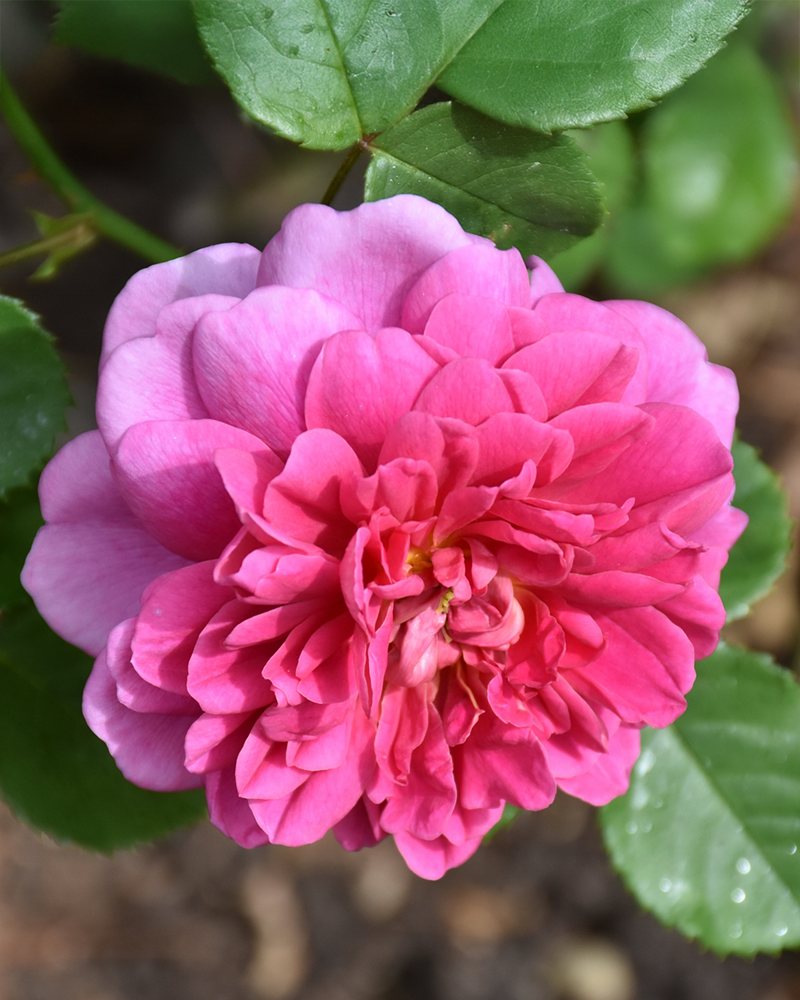 Zephirine Drouhin Climbing Rose #3<br><i>Rosa 'Zephirine Drouhin'</br></i>